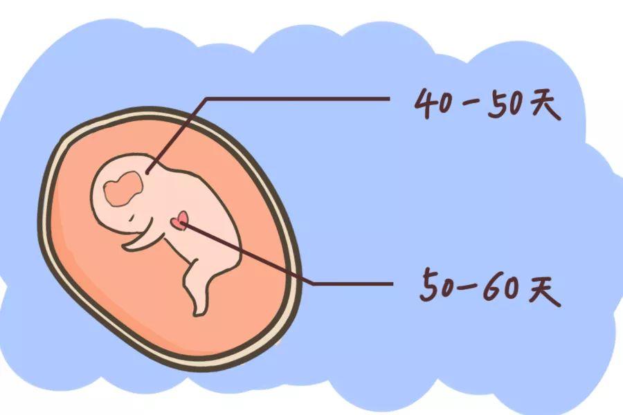什么情况下做促排卵,单纯生双胞胎可不建议